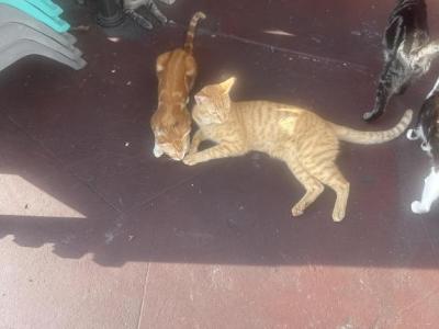Kally - American Bobtail - Gallery Photo #1