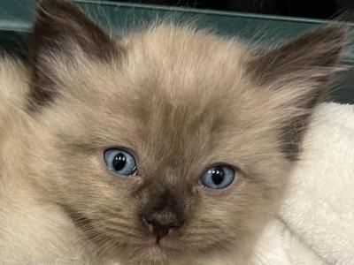 Mink Ragdoll - Ragdoll - Gallery Photo #1
