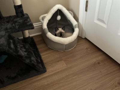 Milo - Siamese - Gallery Photo #1