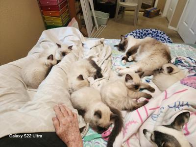 Luna's Litter - Ragdoll - Gallery Photo #1
