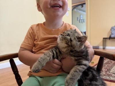 This Is Doug A Shorthaired Male Persian - Persian - Gallery Photo #1