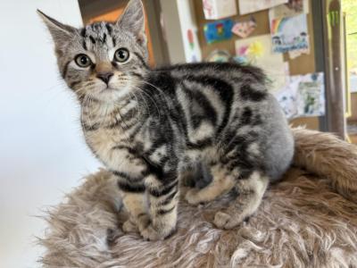 Polydactyl Male Desert Lynx - Highlander - Gallery Photo #1
