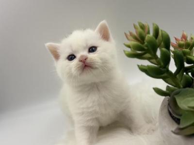 Scottish Straight Male Kitten - Scottish Straight - Gallery Photo #1