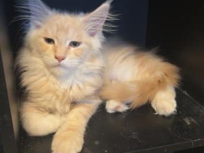 Pansy - Maine Coon - Gallery Photo #1