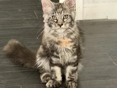 Eva - Maine Coon - Gallery Photo #1