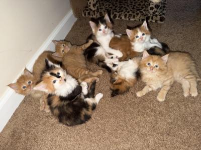 Various - Maine Coon - Gallery Photo #1
