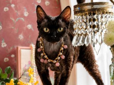 Heihei - Devon Rex - Gallery Photo #1