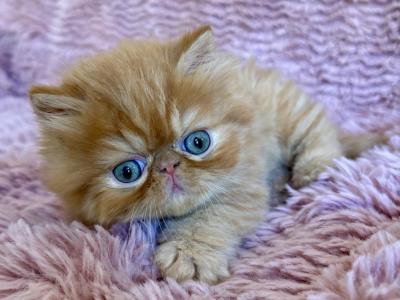 Red Tabby Male Persian& Exotic Lines - Persian - Gallery Photo #1