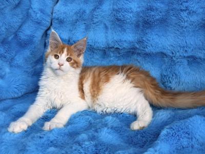 Phoebe - Maine Coon - Gallery Photo #1