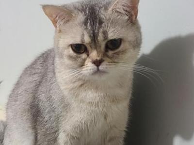 Selah - British Shorthair - Gallery Photo #1