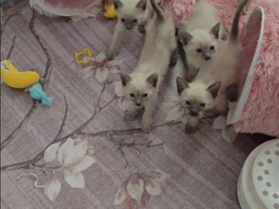 Purebred Siamese Kittens - Siamese - Gallery Photo #1