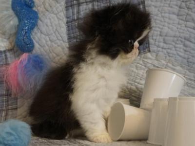 Puffin - Exotic - Gallery Photo #1