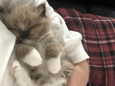 Luna - Ragdoll - Gallery Photo #1