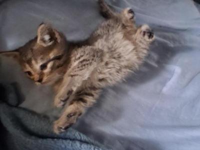 Leo - Domestic - Gallery Photo #1