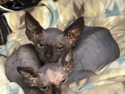 Little House Elves - Bambino - Gallery Photo #1