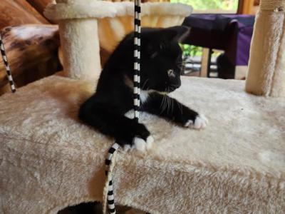Toe Kitten - Domestic - Gallery Photo #1
