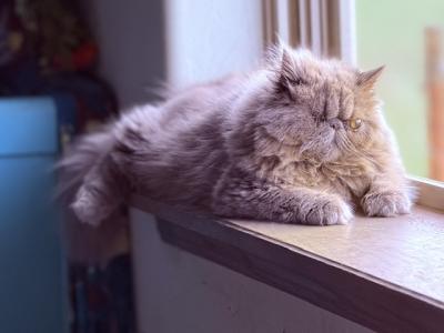 Q - Persian - Gallery Photo #1