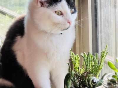 Chandler - Ragdoll - Gallery Photo #1