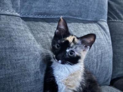 Mochi - Domestic - Gallery Photo #1