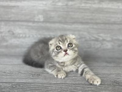 Rory Of Elias Cattery - Scottish Fold - Gallery Photo #1