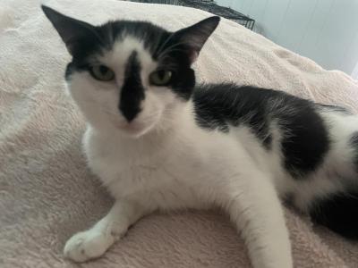 Oreo - Domestic - Gallery Photo #1