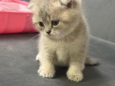 Cuties - Scottish Fold - Gallery Photo #1