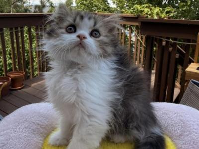 Biscuit - Scottish Straight - Gallery Photo #1