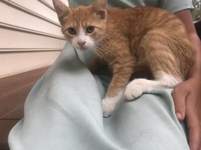 FREE ADORABLE KITTENS - Domestic - Gallery Photo #1