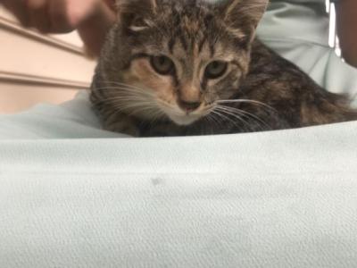 FREE ADORABLE KITTENS - Domestic - Gallery Photo #1