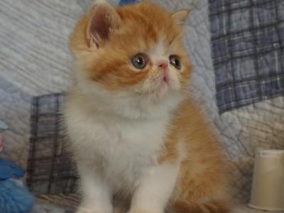 Bubulcus - Exotic - Gallery Photo #1
