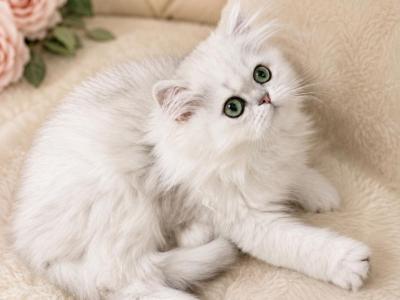 Sterling - Persian - Gallery Photo #1