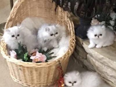 Bella - Persian - Gallery Photo #1