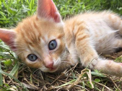 Simba - Domestic - Gallery Photo #1
