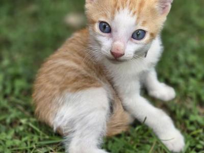 Jack - Domestic - Gallery Photo #1