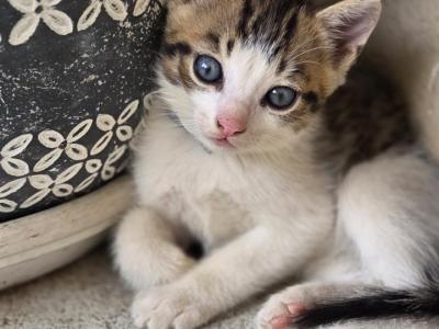 Friskie - Domestic - Gallery Photo #1