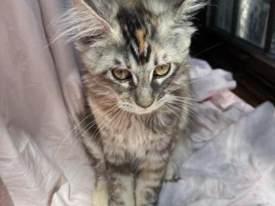 Irene Litter I - Maine Coon - Gallery Photo #1