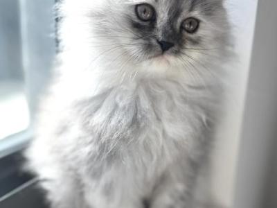 Baby Persian - Persian - Gallery Photo #1