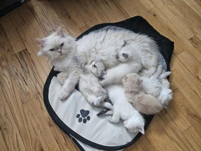 Gorgeous Kittens - British Shorthair - Gallery Photo #1