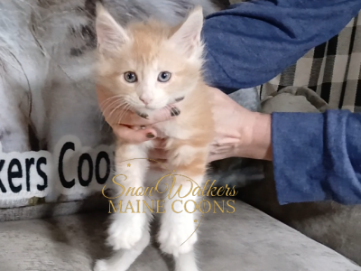 J R - Maine Coon - Gallery Photo #1