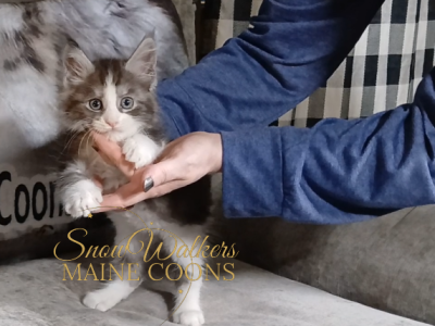 Furby - Maine Coon - Gallery Photo #1