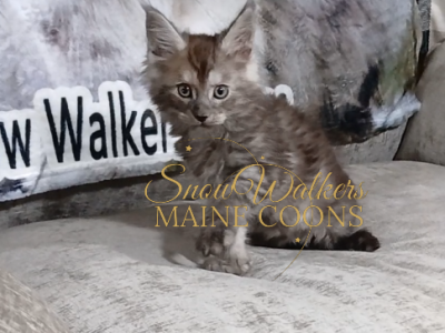 Obsession 2 - Maine Coon - Gallery Photo #1