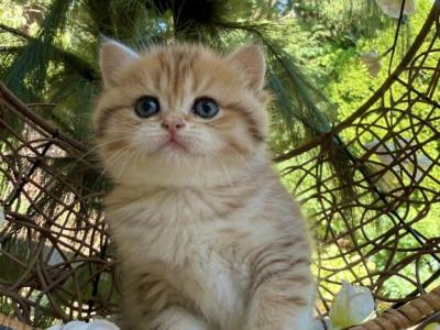 Cutie - British Shorthair - Gallery Photo #1