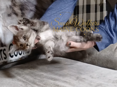 Mighty - Maine Coon - Gallery Photo #1