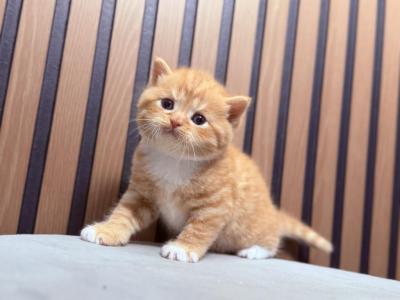 Scottish Straight Male Garfield - Scottish Straight - Gallery Photo #1
