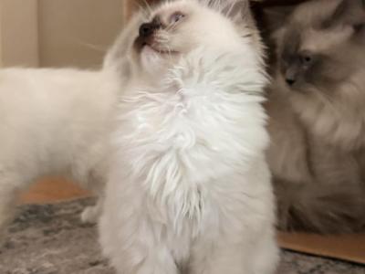 Star - Ragdoll - Gallery Photo #1