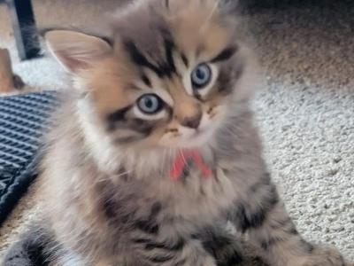 Ernie - Maine Coon - Gallery Photo #1