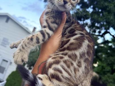Missy Bengal Kittens - Bengal - Gallery Photo #1