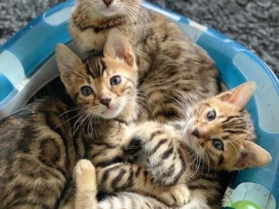Golden Rosette Litter - Bengal - Gallery Photo #1