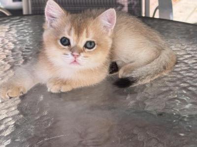 Lolipop - British Shorthair - Gallery Photo #1