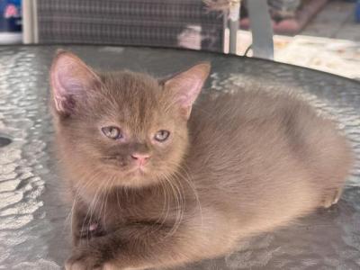 Orlando - British Shorthair - Gallery Photo #1